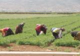 مزارعو البقاع ولبنان: لوقف الاستيراد الزراعي الى لبنان