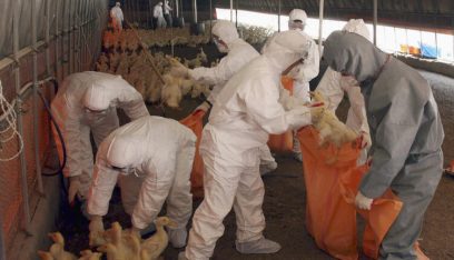 كوريا الجنوبية تسجل حالة إصابة بإنفلونزا الطيور شديدة الخطورة