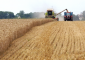 رويترز نقلا عن متعاملين: لبنان يشتري نحو 63 ألف طن من القمح في مناقصة ويُتوقع أن يكون المنشأ أوكرانيا