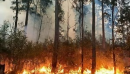 الحرارة الشديدة ودخان حرائق الغابات “كارثة كبرى”