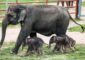تايلاند: ولادة نادرة.. فيلة تنجب توأمين أنثى وذكراً