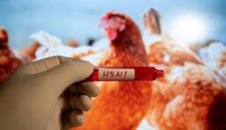 سلالة شديدة العدوى من “إنفلونزا الطيور” في أوستراليا